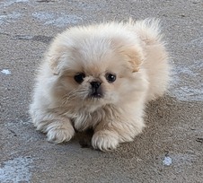 Our Pekingese