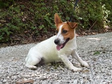 Our shorty Jack Russells