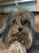 Our Yorkies