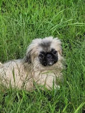 Past Puppies