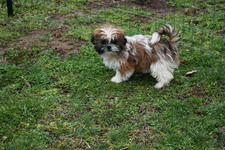 Enlarge photo 12