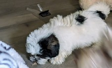 Shih Tzu