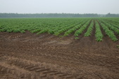 Toll Rd POTATO FIELD