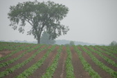 Potato Field