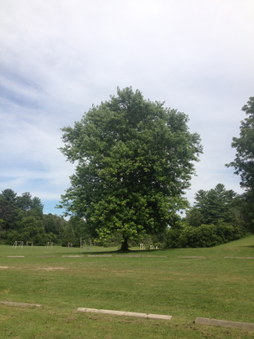 Boyd Conservation Area 3