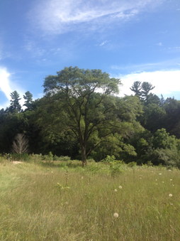 Boyd Conservation Elmgrove