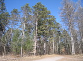 Durham Forest-main tract