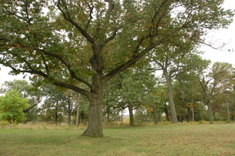Lambton Arena and Area