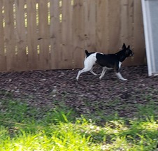 Angel Flight's She Is The Doctor "Jodie"