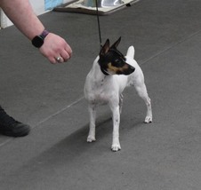 Angel Flights The Charmed One "Piper"