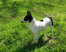 Angel Flight's Twisted Sister "Sister"