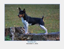 GrCh CoHills Kiowa Cadence "Drum"