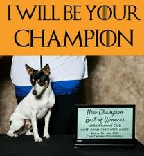 Angel Flight Breeding and Competing Dogs