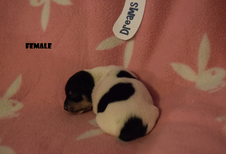 Enlarge photo 11