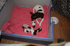Enlarge photo 2