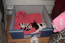Puppy page