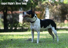 Angel Flight Retired and much loved pets