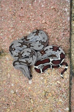 2025 Boa constrictor Suriname litter