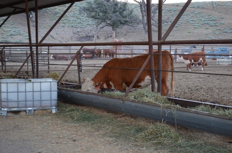 Enlarge photo 20