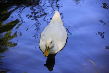 Enlarge photo 52