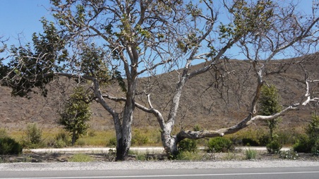 Enlarge photo 29