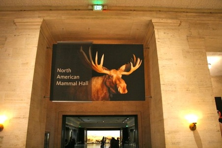 North American Mammal Hall