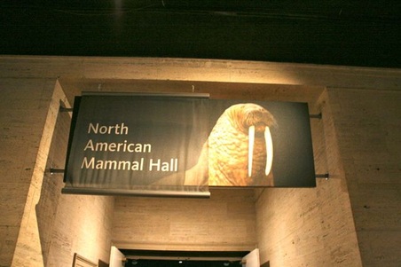 North American Mammal Hall 2nd Floor