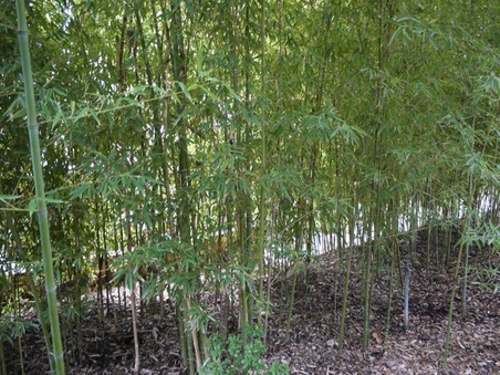 Enlarge photo 57