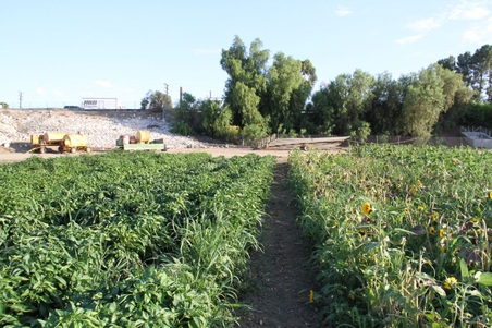Enlarge photo 43