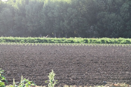 Enlarge photo 79