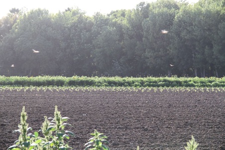 Enlarge photo 83