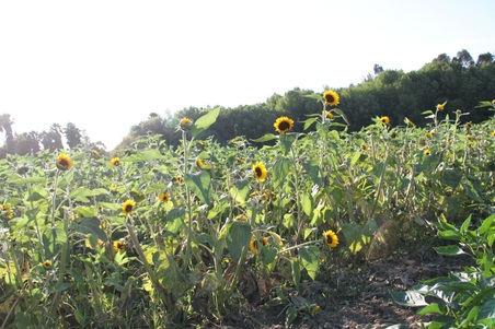 Enlarge photo 132