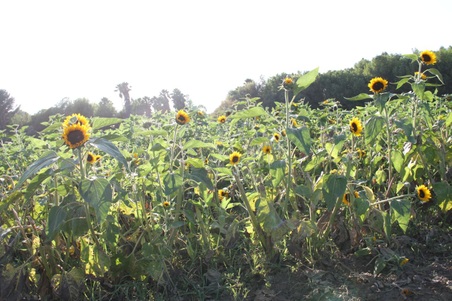 Enlarge photo 134