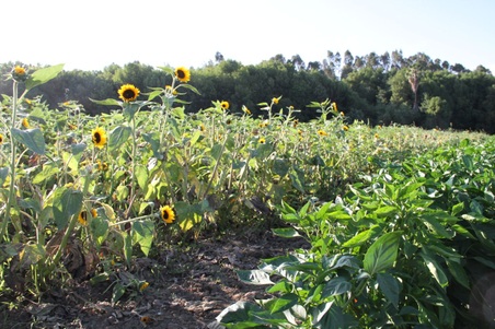 Enlarge photo 135