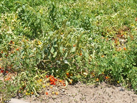 Tapia Farms