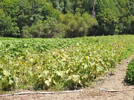Enlarge photo 10