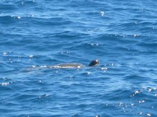 Enlarge photo 42