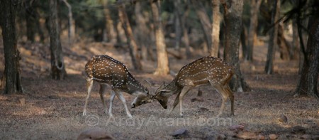 Enlarge photo 38