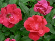 Knockout Roses & Garden Planters