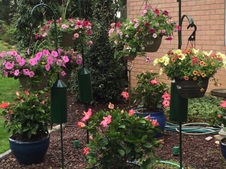 RobertRd Gardens