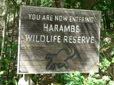 Safari in Disneyworld