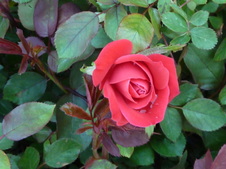 Enlarge photo 2