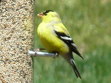 Spring Photos