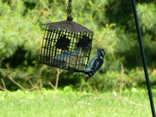 Springtime2012