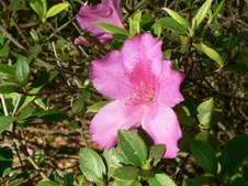 Enlarge photo 2