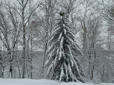 Enlarge photo 11