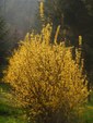 Forsythia Burning