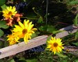 Enlarge photo 58
