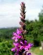 Enlarge photo 70