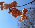 Enlarge photo 65